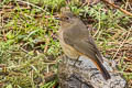 Blue-fronted Redstart Phoenicurus frontalis