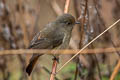 Blue-fronted Redstart Phoenicurus frontalis