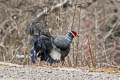 Blue Eared Pheasant Crossoptilon auritum