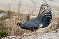 Blue Eared Pheasant Crossoptilon auritum