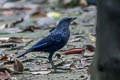 Blue Whistling Thrush Myophonus caeruleus caeruleus