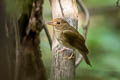 Brown-chested Jungle Flycatcher Cyornis brunneatus