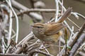 Brown-flanked Bush Warbler Horornis fortipes davidianus (Strong-footed Bush Warbler)