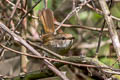 Brown-flanked Bush Warbler Horornis fortipes davidianus (Strong-footed Bush Warbler)