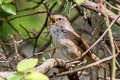 Brown-flanked Bush Warbler Horornis fortipes davidianus (Strong-footed Bush Warbler)