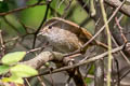 Brown-flanked Bush Warbler Horornis fortipes davidianus (Strong-footed Bush Warbler)