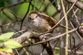 Brown-flanked Bush Warbler Horornis fortipes davidianus (Strong-footed Bush Warbler)