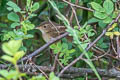 Brown Bush Warbler Locustella luteoventris