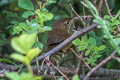 Brown Bush Warbler Locustella luteoventris