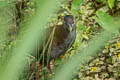 Brown Crake Zapornia akool coccineipes