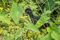 Brown Crake Zapornia akool coccineipes