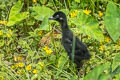 Brown Crake Zapornia akool coccineipes