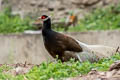 Brown Eared Pheasant Crossoptilon mantchuricum