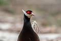 Brown Eared Pheasant Crossoptilon mantchuricum