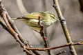 Buff-barred Warbler Phylloscopus pulcher vegetus (Orange-barred Warbler)