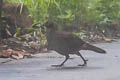 Cabot's Tragopan Tragopan caboti