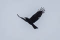 Carrion Crow Corvus corone orientalis