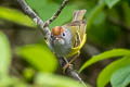 Chestnut-crowned Warbler Phylloscopus castaniceps sinensis