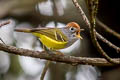 Chestnut-crowned Warbler Phylloscopus castaniceps sinensis