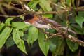 Chestnut Bulbul Hemixos castanonotus canipennis