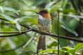 Chestnut Bulbul Hemixos castanonotus canipennis