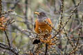 Chestnut Thrush Turdus rubrocanus gouldii