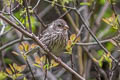 Long-tailed Rosefinch Carpodacus lepidus henrici