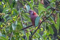 Long-tailed Rosefinch Carpodacus lepidus lepidus