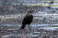 Chinese Blackbird Turdus mandarinus