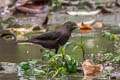 Chinese Blackbird Turdus mandarinus