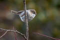 Chinese Fulvetta Fulvetta striaticollis