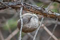 Chinese Fulvetta Fulvetta striaticollis