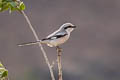 Chinese Grey Shrike Lanius sphenocercus sphenocercus