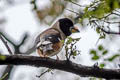 Chinese Grosbeak migratoria migratoria (Yellow-billed Grosbeak)