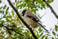 Chinese Grosbeak migratoria migratoria (Yellow-billed Grosbeak)