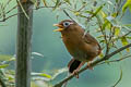 Chinese Hwamei Garrulax canorus canorus