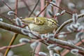 Chinese Leaf Warbler Phylloscopus yunnanensis (La Touche's Leaf Warbler)