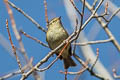 Chinese Leaf Warbler Phylloscopus yunnanensis (La Touche's Leaf Warbler)