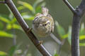 Chinese Leaf Warbler Phylloscopus yunnanensis (La Touche's Leaf Warbler)