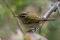 Chinese Leaf Warbler Phylloscopus yunnanensis (La Touche's Leaf Warbler)