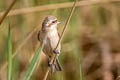 Chinese Penduline Tit Remiz consobrinus