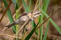 Chinese Penduline Tit Remiz consobrinus