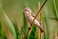 Chinese Penduline Tit Remiz consobrinus