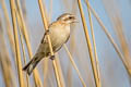 Chinese Penduline Tit Remiz consobrinus