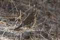 Chinese Thrush Turdus mupinensis (Chinese Song Thrush)