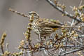 Chinese White-browed Rosefinch Carpodacus dubius femininus