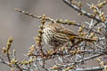 Chinese White-browed Rosefinch Carpodacus dubius femininus