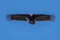 Cinereous Vulture Aegypius monachus (Monk Vulture, Eurasian Black Vulture)