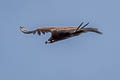 Cinereous Vulture Aegypius monachus (Monk Vulture, Eurasian Black Vulture)