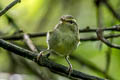 Claudia's Leaf Warbler Phylloscopus claudiae